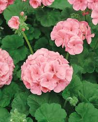 Maverick Salmon Geranium Seeds for Planting – Sun Loving, Heirloom & Non-GMO Organic Garden Seeds