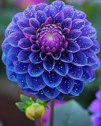 Blue Mix Dahlia Flower Seeds for Planting – Heirloom, Non-GMO, High Germination Organic Garden Seeds