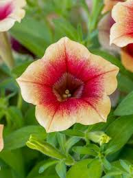 Peach Petunia Flower Seeds for Planting – Heirloom Non-GMO Organic Garden Seeds – Easy to Grow, High Germination Blooms