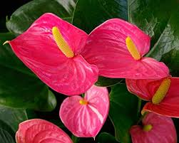 Green Pink Anthurium Andraeanum Flower Seeds for Planting - Heirloom, Non-GMO Organic Garden Seeds for Home Garden