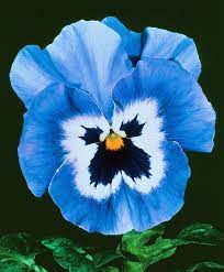 Blue White Pansy Flower Seeds for Planting – Heirloom, Non-GMO, High Germination Organic Garden Seeds