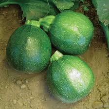 Calabacin Redondo Seeds for Planting – Heirloom Non-GMO Organic Garden Seeds – Round Zucchini for Fresh Meals