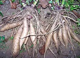 Yacon Vegetable Seeds for Planting - Heirloom & Non-GMO Root Vegetable Seeds