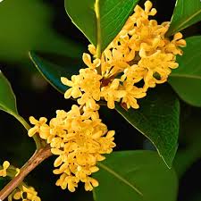 Heirloom Osmanthus Flower Seeds – Non-GMO, Cottage Garden Essential Organic Seeds for Planting