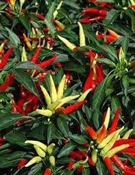 Mixed Chili flower seeds for planting - Heirloom & Non-GMO Garden Seeds
