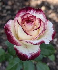 White Maroon Rose Flower Seeds for Planting – Premium Heirloom, Non-GMO, High Germination Seeds