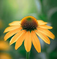 Cutleaf ConeFlower Seeds for Planting – Heirloom, Non-GMO, High Germination Organic Garden Seeds