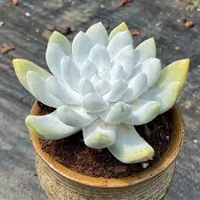 Green Dudleya Plant Seeds for Planting – Heirloom Non-GMO, High Germination Organic Garden Seeds