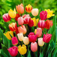 Darwin Hybrid Tulip Bulbs – Large, Perennial Tulips for Bold Spring Color