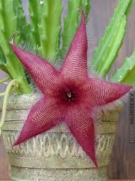 Stapelia Red Flower Seeds for Planting – Organic, Heirloom, Non-GMO Starfish Cactus Seeds