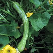 Green Trombocino flower seeds for planting - Heirloom & Non-GMO Garden Seeds