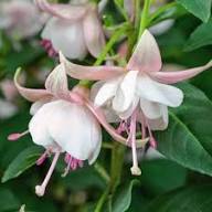 Double Petals Fuchsia Flower Seeds for Planting | Heirloom Non-GMO High Germination