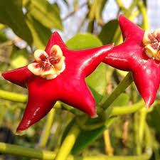 Red Hoya Flower Seeds for Planting – Hardy Variety, Heirloom & Non-GMO Organic Garden Seeds