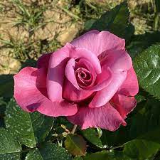 Barbara Streisand Lavender Rose Flower Seeds for Planting – Heirloom, Non-GMO, High Germination