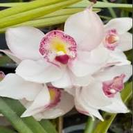 White Purple Phalaenopsis Orchid Flower Seeds for Planting – Heirloom, Non-GMO, High Germination Organic Garden Seeds