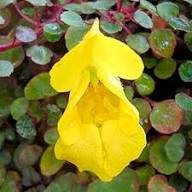 Yellow Impatiens Flower seeds for Planting - Cut Flower Favorite, Heirloom & GMO Free Seeds for Home Garden, 100pcs