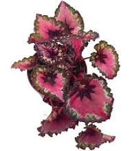 Painted Begonia Flower Seeds for Planting – Heirloom Non-GMO, High Germination, Premium Quality