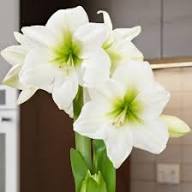 Light Grey Hippeastrum Flower Seeds for Planting | Heirloom Non-GMO High Germination Organic Garden Seeds