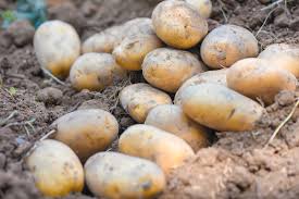 Light Yellow Potato Seeds for Planting – Heirloom Non-GMO Root Vegetable – Organic Garden Seeds, High Germination
