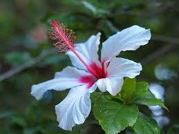 White Pink Hibiscus Flower Seeds for Planting – Heirloom, Non-GMO, Bright Blooms Organic Garden Seeds