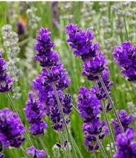 Violet Lavender Flower Seeds for Planting | Heirloom Non-GMO High Germination Organic Garden Seeds