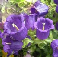 Cup & Saucer Flower Seeds for Planting – Wildflower Mix Heirloom Non-GMO High Germination Organic Garden Seeds