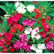 Mixed Pelleted Flower Seeds for Planting – Heirloom Non-GMO High Germination Organic Garden Seeds