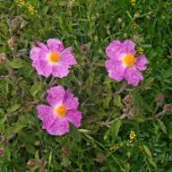 Zistrose Flower Seeds for Planting – Heirloom Non-GMO High Germination Organic Garden Seeds