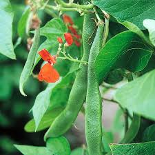 Runner Bean Vegetable Seeds for Planting – Heirloom & Non-GMO Garden Seeds