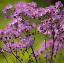 Lavender Thalictrum Flower Seeds for Planting – Heirloom, Non-GMO, Premium Quality, High Germination