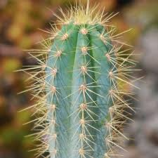 Blue Pilosocereus Flower Seeds for Planting – Heirloom, Non-GMO, Garden Favorite Organic Seeds