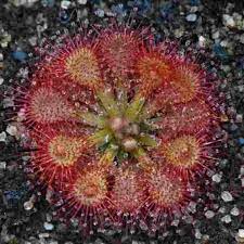 Pink Drosera Sundew Flower Seeds for Planting | Heirloom Non-GMO, High Germination Organic Garden Seeds