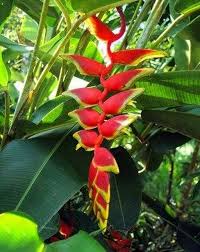 Heirloom Heliconia Wagneriana Flower Seeds for Planting – Low Maintenance, Non-GMO, High Germination Organic Garden Seeds