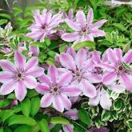 Clematis Purple Flower Seeds for Planting | Heirloom Non-GMO High Germination Organic Seeds