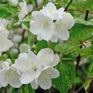 Philadelphus Coronarius Flower Seeds for Planting | Heirloom Non-GMO High Germination Seeds