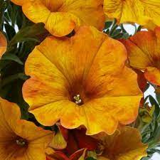 Orange Yellow Petunia Flower Seeds – Heirloom, Non-GMO, High Germination Organic Garden Seeds for Planting