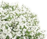 Baby’s-Breath Flower Seeds for Planting – Heirloom, Non-GMO, Bright Blooms, High Germination Organic Garden Seeds