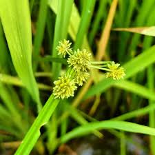 Yellow Cyperus Papyrus Flower Seeds for Planting - Cut Flower Favorite, Heirloom & Non-GMO Seeds for Home Garden