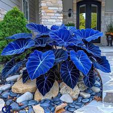 Caladium Bicolor Blue Flower Seeds for Planting – Heirloom, Non-GMO, High Germination Organic Garden Seeds