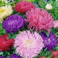 Multi Asters Giants Flower Seeds for Planting – Heirloom Non-GMO High Germination Organic Garden Seeds