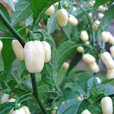White Habanero Vegetable Seeds for Planting – Heirloom & Non-GMO Chili Seeds for Spicy Gardens