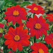 Red Tithonia Rotundifolia Flower Seeds for Planting - Premium Quality, Heirloom & GMO Free Seeds for Home Garden Non-GMO