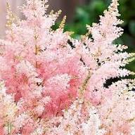 Cream Astilbe Flower Seeds for Planting | Heirloom Non-GMO High Germination Organic Garden Seeds