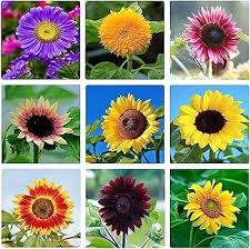 Mixed Sunflower Flower Seeds – Non-GMO, High Germination Heirloom Organic Garden Seeds