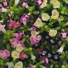 Torenia fournieri (Wishbone Flower) Seeds 