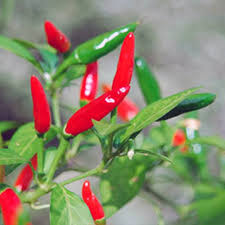 Chili Pepper Seeds for Planting – Heirloom Non-GMO Organic Garden Seeds for Spicy Heat