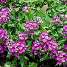 Heirloom Alyssum Flower Seeds for Planting – Perfect for Borders, Non-GMO, High Germination Organic Garden Seeds