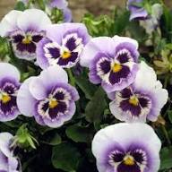 Violet Pansy Flower Seeds for Planting – Heirloom, Non-GMO, High Germination Organic Garden Seeds