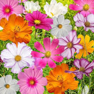 Cosmos Mixed Flower Seeds for Planting – Heirloom, Non-GMO, High Germination Organic Garden Seeds
