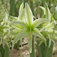 Green Hippeastrum Rutilum Flower Seeds for Planting | Heirloom Non-GMO High Germination Organic Garden Seeds